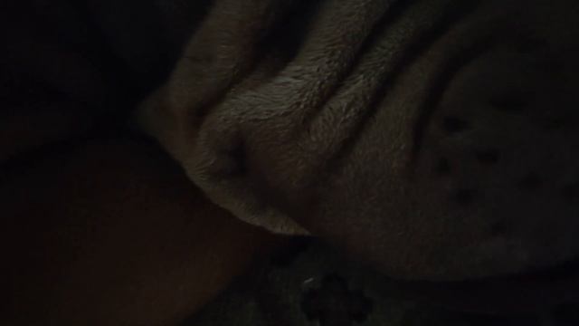 Китайский Шар-Пей.Как мы их любим и как их можно не любить 2020 Shar Pei. How we love them смотреть онлайн