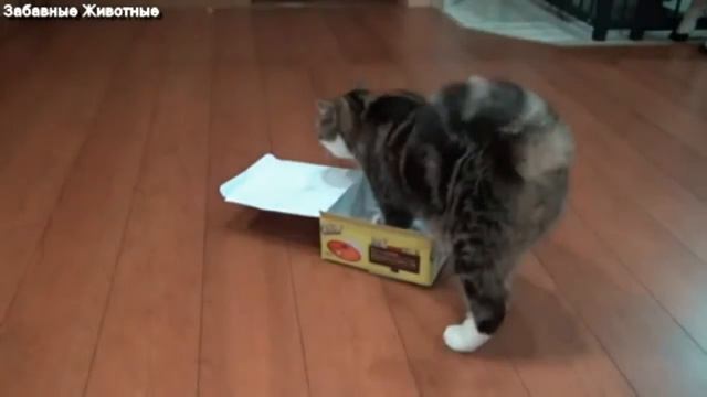 Коты и коробки смотреть онлайн