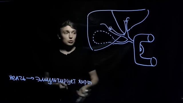 Анатомия печени для ЕГЭ | Andrey Biology