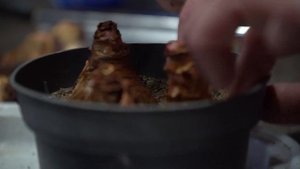 Выгонка луковичных цветов.  Какой субстрат лучше