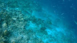 Royal Island Resort & SPA 2024 Snorkeling around the island