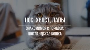 Шотландские кошки - покорители сердец