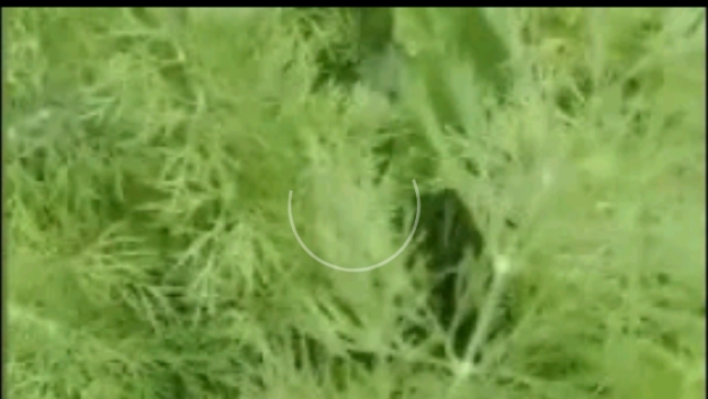 ЗЕЛЕНЬ ПОСЛЕ ЗАМОРОЗКИ ОСТАЁТСЯ РАССЫПЧАТОЙ смотреть онлайн