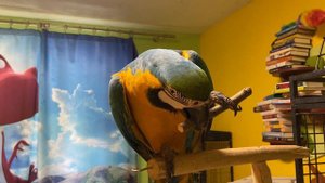 Попугай ара и каик грызут палки