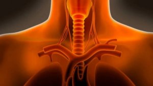 Что будет если ПРОГЛОТИТЬ ПИЯВКУ