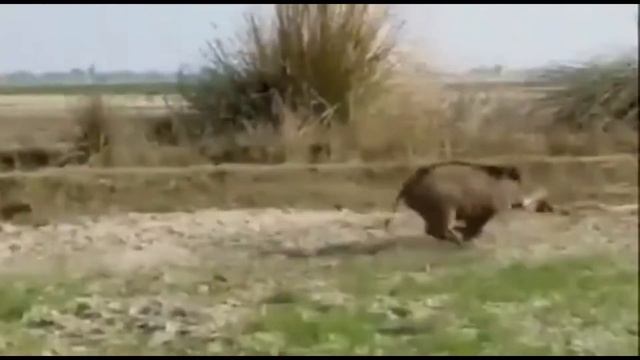 Кабан гоняет собак... смотреть онлайн