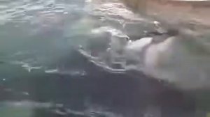 Спасение  касатки