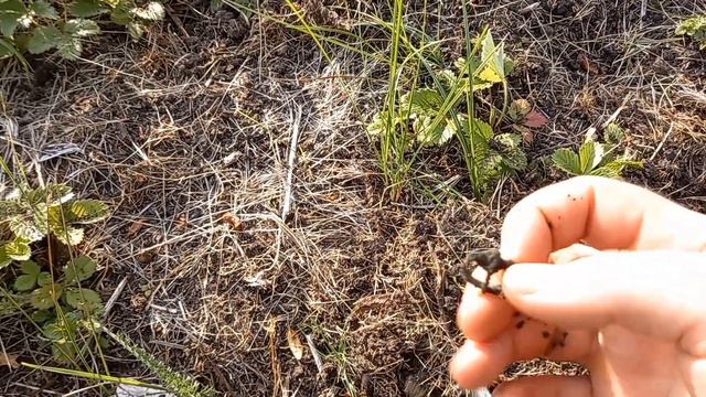 ЗОЛОТО ВИЗАНТИЙСКОЙ ИМПЕРИИ! МОЯ ПЕРВАЯ ЗОЛОТАЯ МОНЕТА!!!FOUND A GOLD COIN! смотреть онлайн