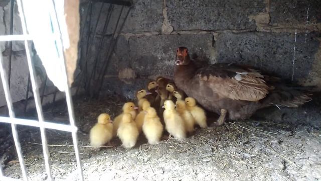 УТИНЫЙ БУМ продолжение. смотреть онлайн