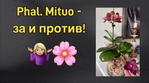 Моя коллекция Mituo и результаты пересадки взрослой цветущей орхидеи!