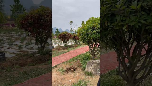 二嫂出軌了？ 丟下孩子和老公離家多年，為何現在又重新出現還帶了個孩子！【兰姐与超哥】 смотреть онлайн