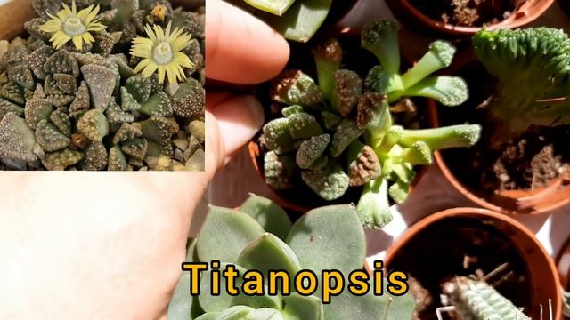 Суккуленты. АКЦИЯ. Август. Продажа. смотреть онлайн