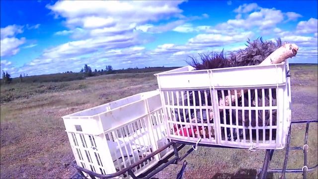 НОВЫЙ ТРИЦИКЛ БОЛОТОХОД смотреть онлайн