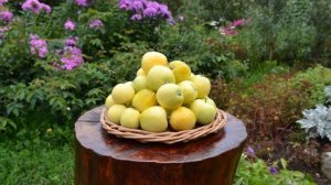 Сорт яблони Китайка золотая ранняя