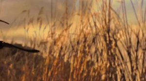 Иисус сейчас Ты здесь