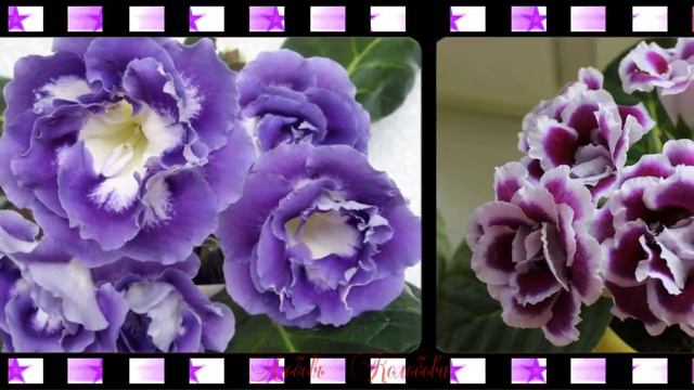 Очаровательные глоксинии Стиль "Киноплёнка" смотреть онлайн