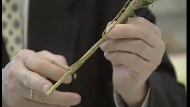 Лекарственные растения. Репешок обыкновенный