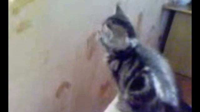 Забавные котэ ! смотреть онлайн