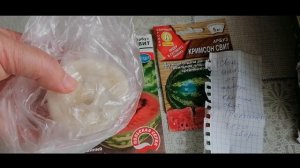 Результат проращивания арбуза сорт Кримсон Свит из своих семян.