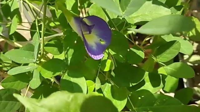 Best summer flowering plants