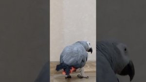 Попугай Гоша#Хорошка. Орёл - симпатичный, а Таня - человек..))