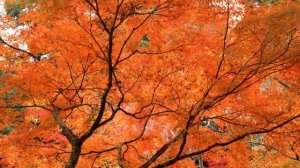 Просторнее неба, величественней пустоты  Кто ты на самом деле Аудиокнига 1