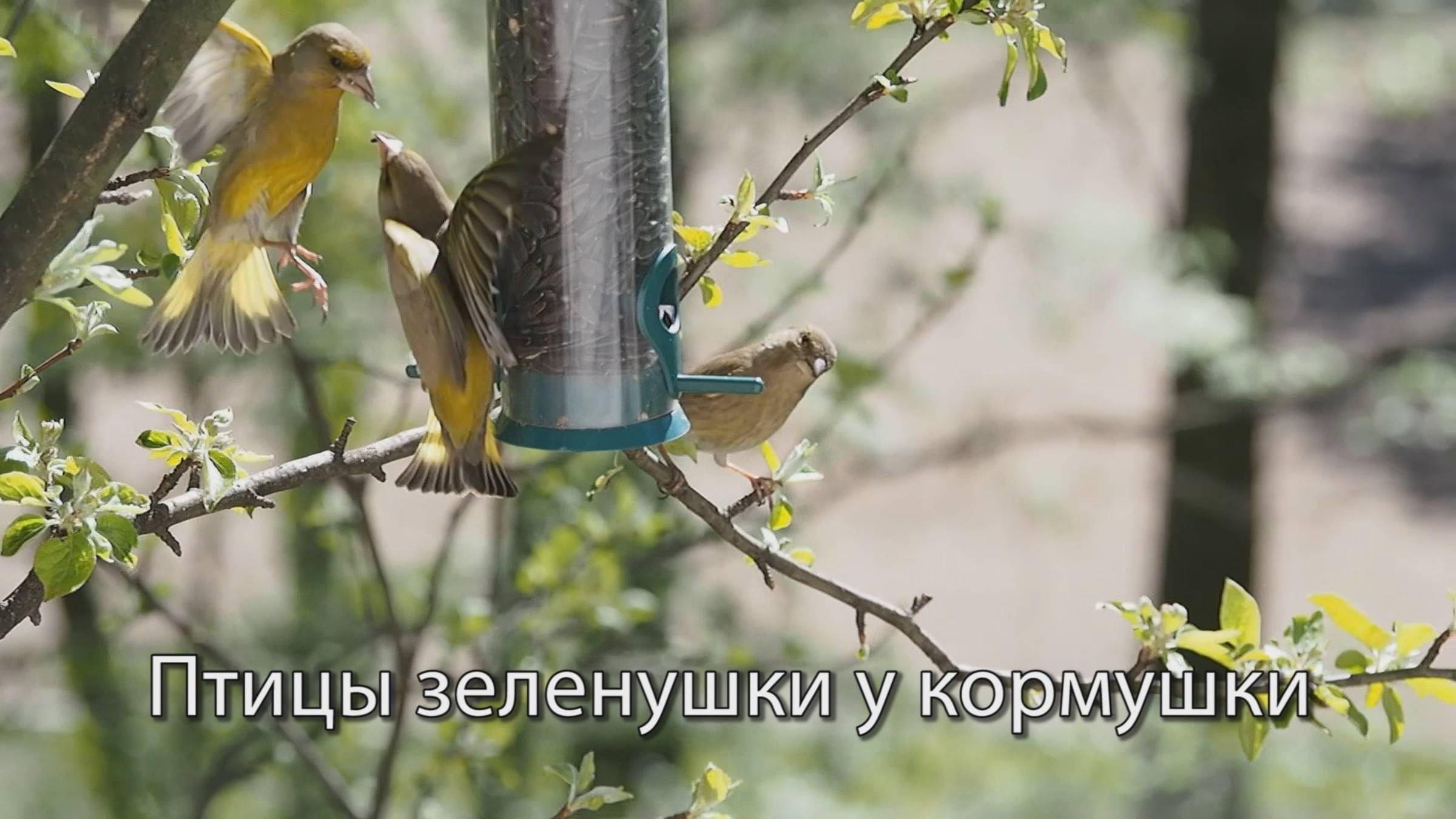 Птицы зеленушки у кормушки_02