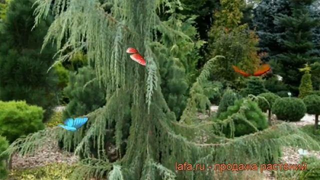 Можжевельник обыкновенный Хорстман ? обзор: как сажать, саженцы можжевельника Хорстман смотреть онлайн