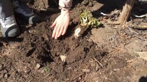 Лопата Захарова и субботник по копанию борщевика