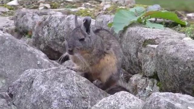 viscacha machu
