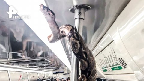 Экзотическое животное решило занять место в вагоне поудобнее — на поручне / РЕН Новости