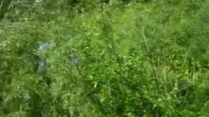 Трехмостовый Урал застрял в тайге