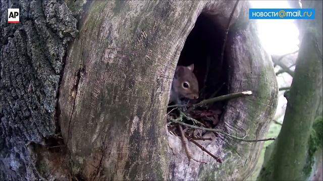 Squirrel expels an owl Белка выгоняет сову смотреть онлайн