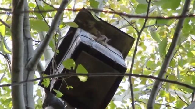 Белка в скворечнике смотреть онлайн