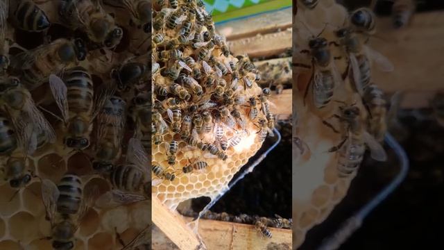 Как сеет  матка. Пришла зима, пора подготовки к новому сезону.  #пчеловодство #bee #пчелы