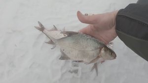 РЫБАЛКА В ГЛУХОЗИМЬЕ НА ЧЕРНОВСКОМ ВОДОХРАНИЛИЩЕ. МНЕНИЕ РЫБАКОВ