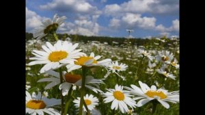 Ромашка, растения семейства Астровые