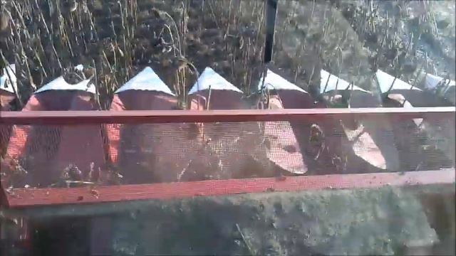 Уборка подсолнечника 2019 смотреть онлайн