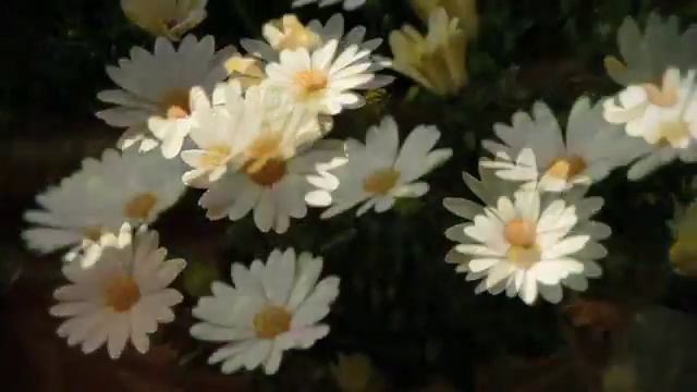 Joe's Pick - White Lightning Osteospermum смотреть онлайн