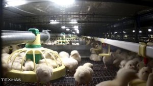 Выращивание бройлеров в клеточном оборудовании компании ТЕХНА