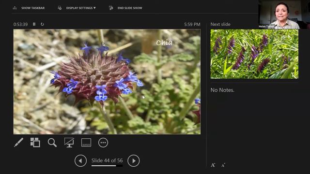 Wildflowers of Figueroa Mountain and the Central Coast with Helen Tarbet