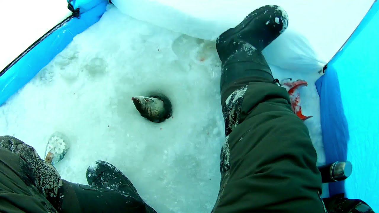 ПЕЛЯДЬ-2 озеро Полноватское #Whitefish #пелядь #ловляпелядизимой