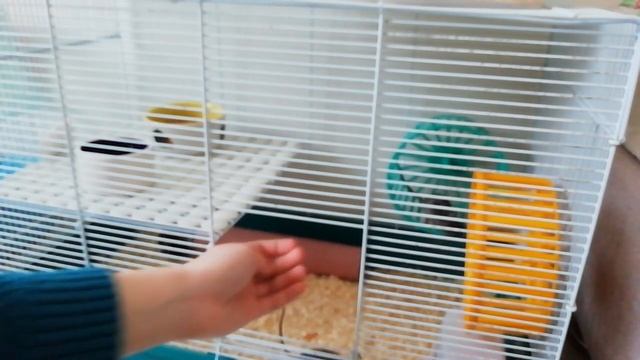 Мои домашние животные ?|Декоративные мыши смотреть онлайн