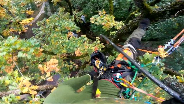 Санитарная обрезка векового дуба. Николина Гора смотреть онлайн