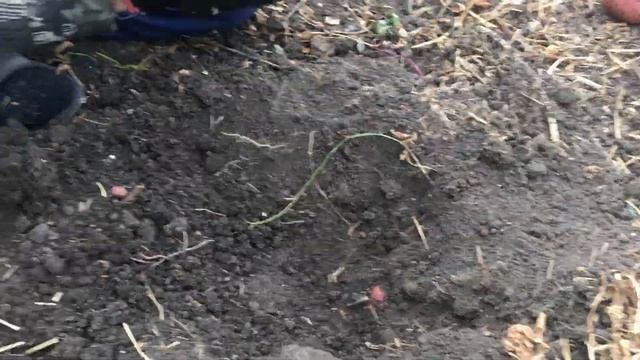 Картофель сорт Шарвари Пирошка. Итоговая выкопка. смотреть онлайн