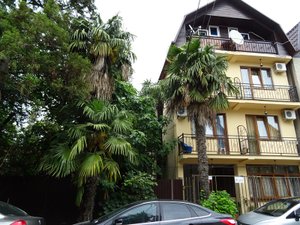 Жилье в Адлере частный сектор. Отдых в Адлере дикарём. "София" гостевой дом в Адлере