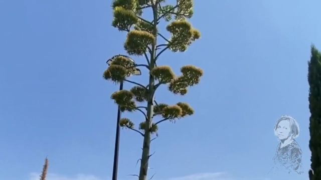 АГАВА,ЦВЕТЕНИЕ! ЮЖНОЕ ПОБЕРЕЖЬЕ ФРАНЦИИ! смотреть онлайн