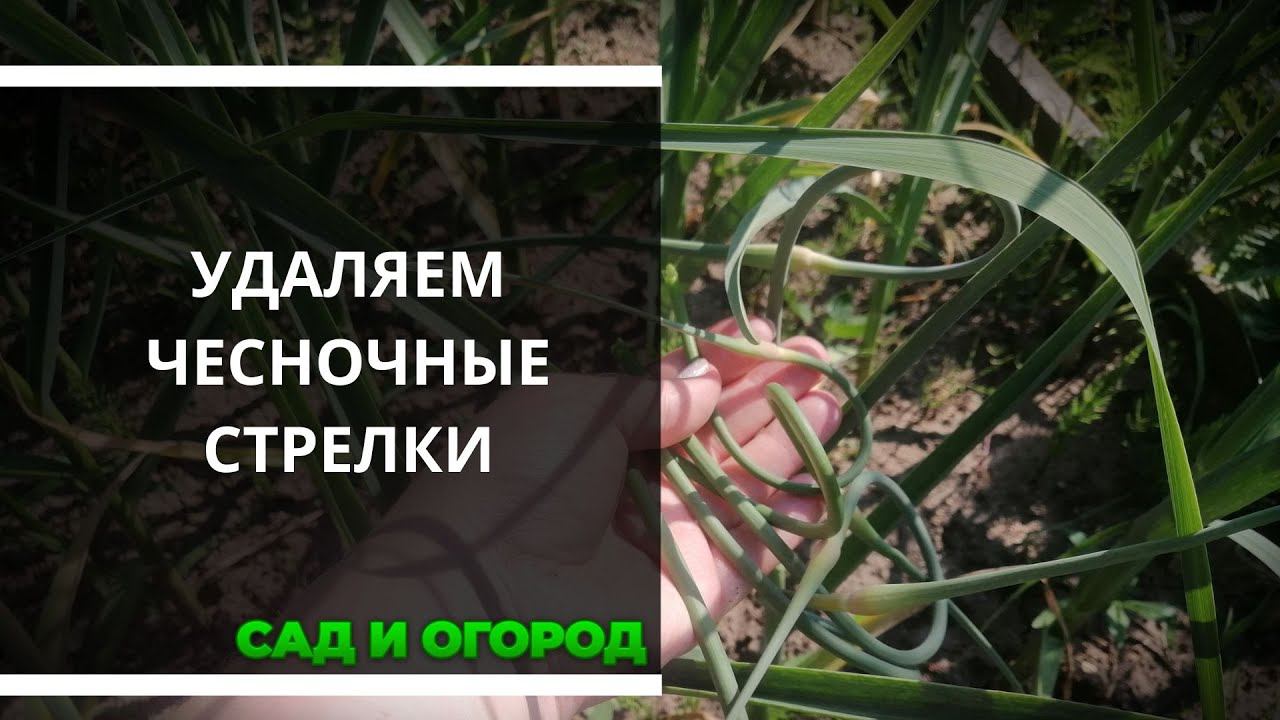 Нужно ли обрывать стрелки у чеснока? Когда и как это делать смотреть онлайн