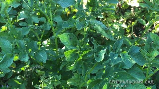 Клубни картофеля быстро дозреют и лучше будут хранится! Если сделаете это перед сбором урожая!