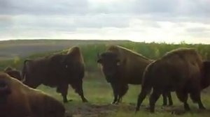 Buffalo again at Wood Buffalo National Park, Fort Mcmurray AB